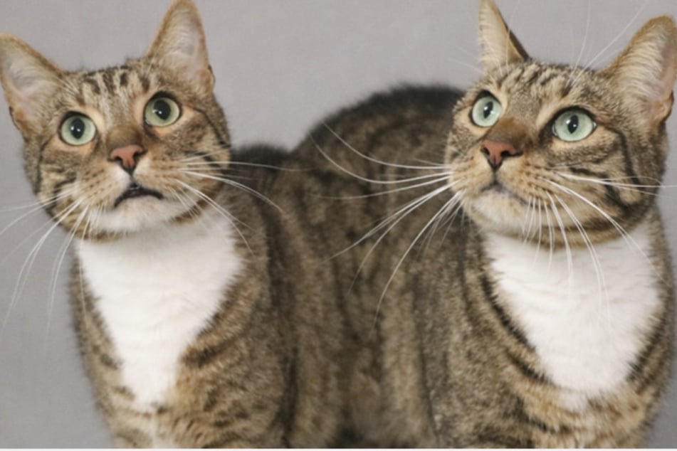 Die beiden Kater sind sehr anhänglich und menschenbezogen.