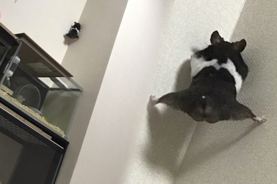Unglaublich: Dieser Hamster lehrt Spider-Man das Fürchten...