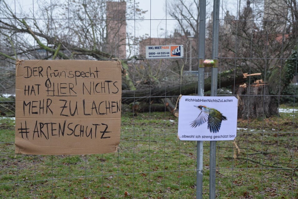 Bereits bei der Abholzung am Wilhelm-Leuschner-Platz hatte der NABU auf das Thema aufmerksam gemacht. Grünflächen würden oft zerstört, gleichwertiger Ersatz kaum geschaffen, kritisieren sie.