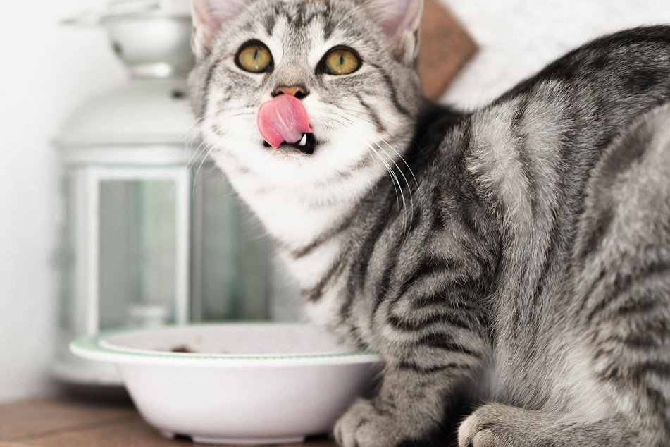 Always check the ingredients of cat food to make sure it is healthy for them.
