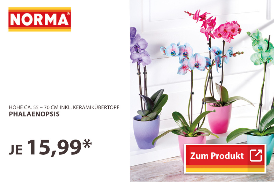 Phalaenopsis