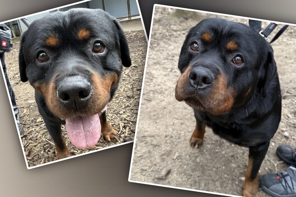 Trotz schwerer Vergangenheit total liebenswert: Armos sucht die Nähe zu Menschen.