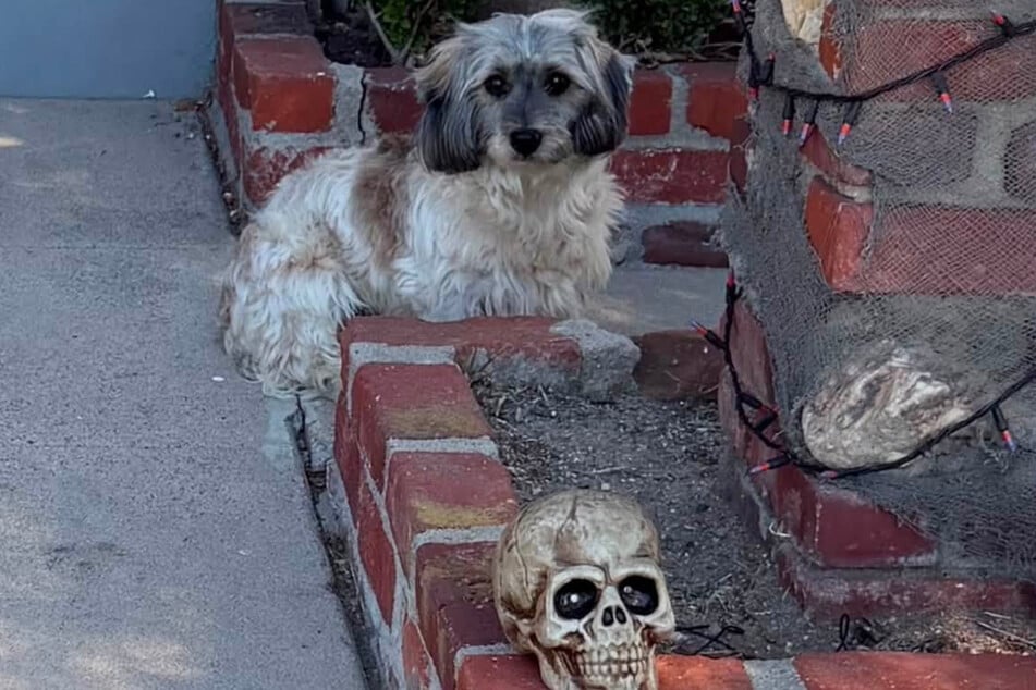 Der kleine Hund saß zwischen Halloween-Dekoration.