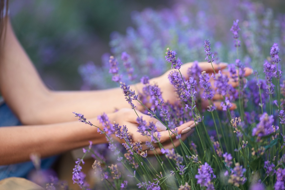 Lavendel vermehren: Wasserglas oder in Erde - aus einer Pflanze wird ganz einfach eine größere Blütenpracht.