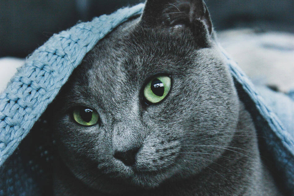 Russian blues have a grey coat and take their name from the slight blue tint of their coat.