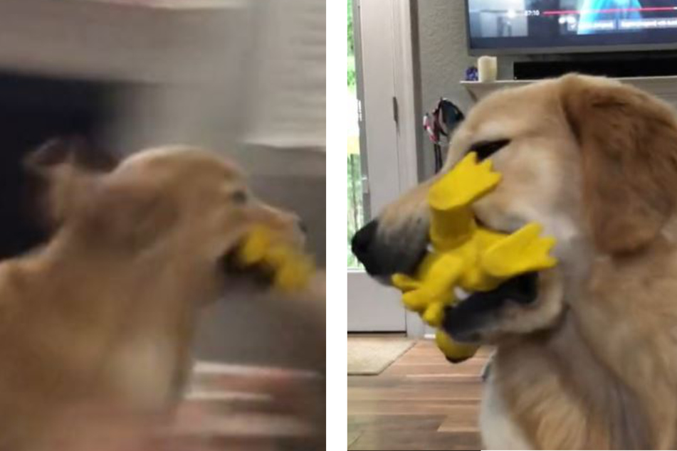Golden retriever Pivot goes completely wild with her favorite toy.