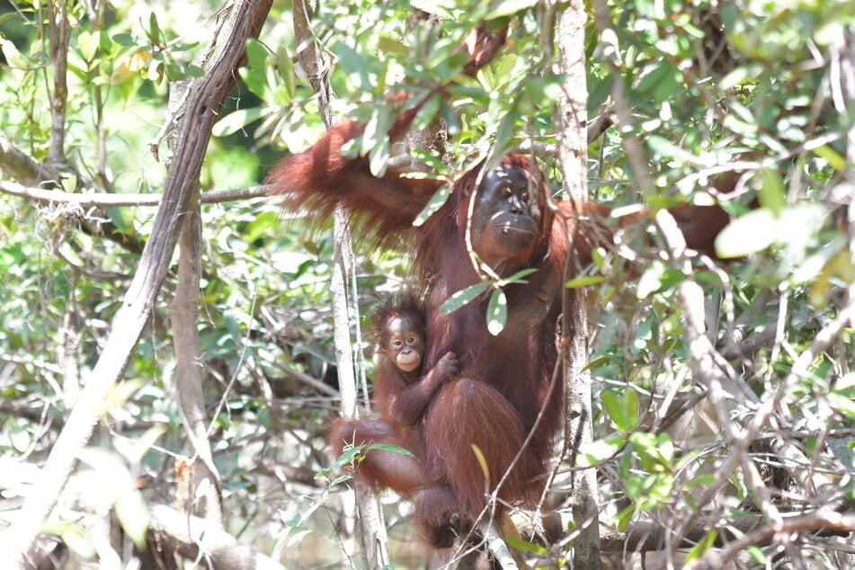 Orang-Utan-Mama Melata mit ihrer kleinen Tochter Dumel auf einer Vorauswilderungsinsel auf Borneo kurz vor ihrem spurlosen Verschwinden.