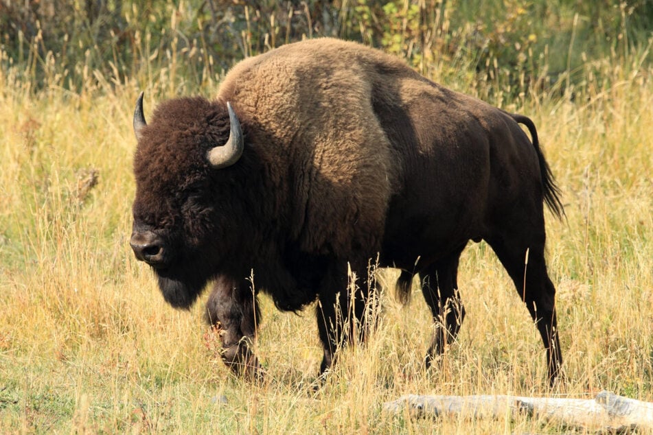 Unfreiwillig war ein 23-Jähriger in einem Tierpark-Gehege Bisons ausgesetzt. Am Ende ging es für alle relativ gut aus. (Symbolbild)