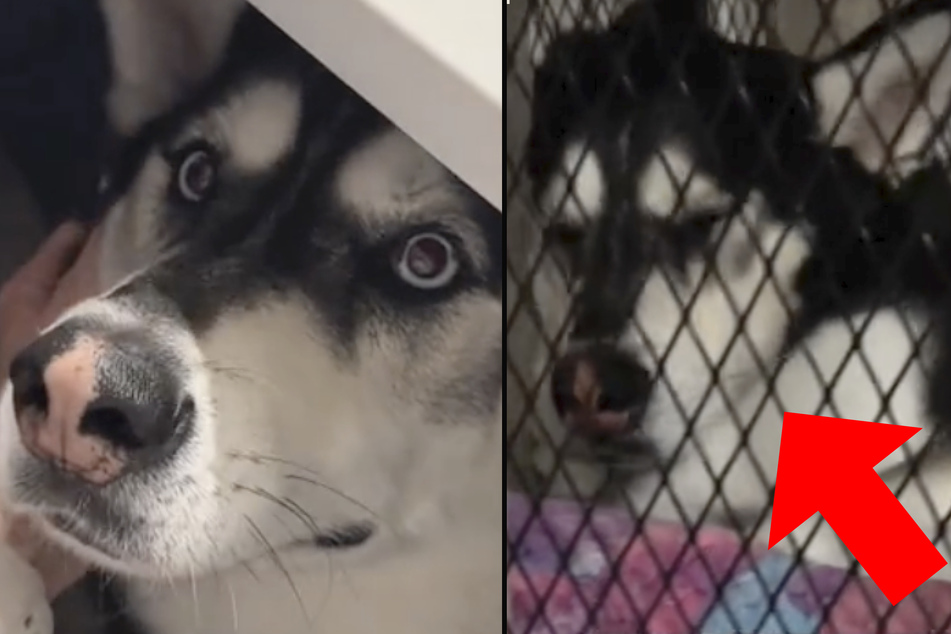 Dog adorably loves his crate after being rescued!