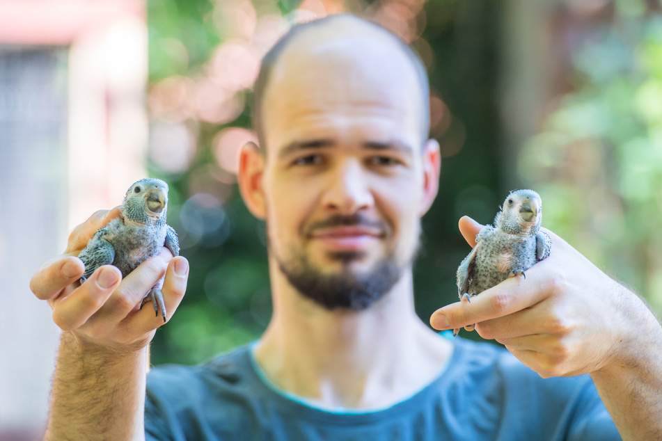 Lang ersehnter Nachwuchs bei der Zwerg-Aras im Zoo der Minis. Stolz zeigt Tierpfleger Sandro Uhlig die beiden Jungtiere.
