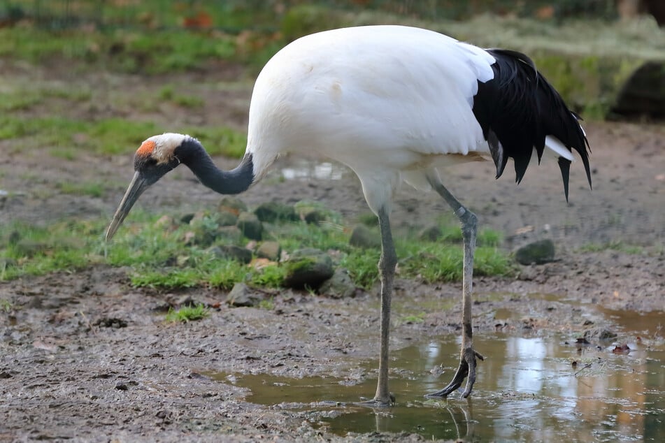Der Mandschurenkranich stakst im Dresdner Zoo durch die Pfütze.