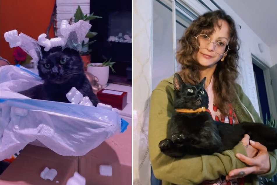 Feline friend for life! Woman pays thousands to freeze-dry her dead cat