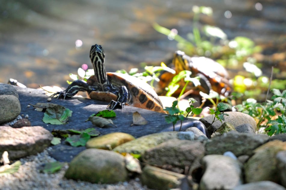 Ein tierischer Ausflug gefällig? Wie wäre es mit dem Herbstfest im Tierpark Freiberg?