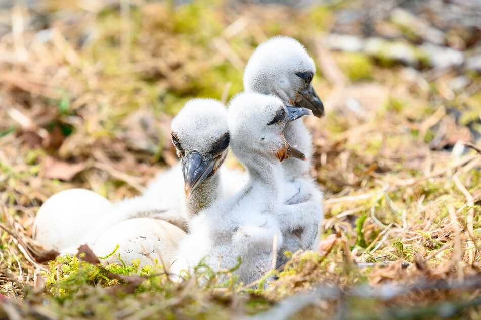 Storchenküken sitzen in Schleswig-Holstein neben zwei weiteren Eiern in ihrem Nest.