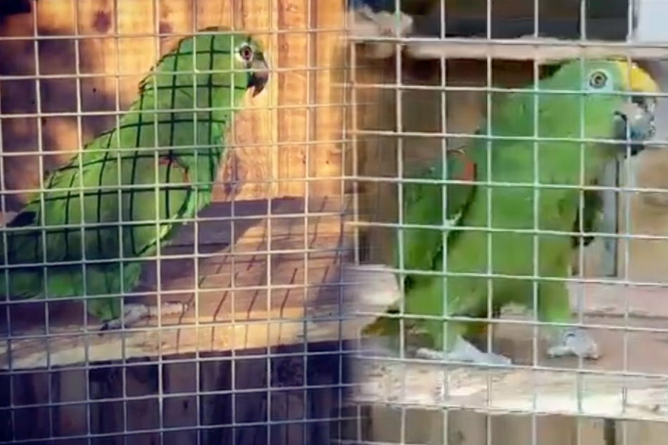 Auf seinem Instagram-Account "chicoparrot" stellt der Papagei seine Künste den Zuschauern vor.