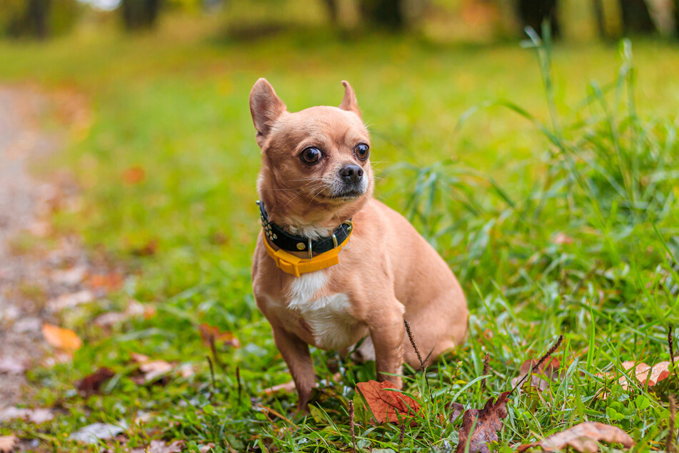 Ein Chihuahua wurde Opfer einer Entführung. (Symbolbild)