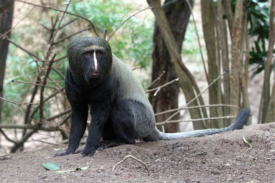 Bis es mit der Fortpflanzung klappt, müsse der fünf Jahre alte Vince noch einiges lernen.
