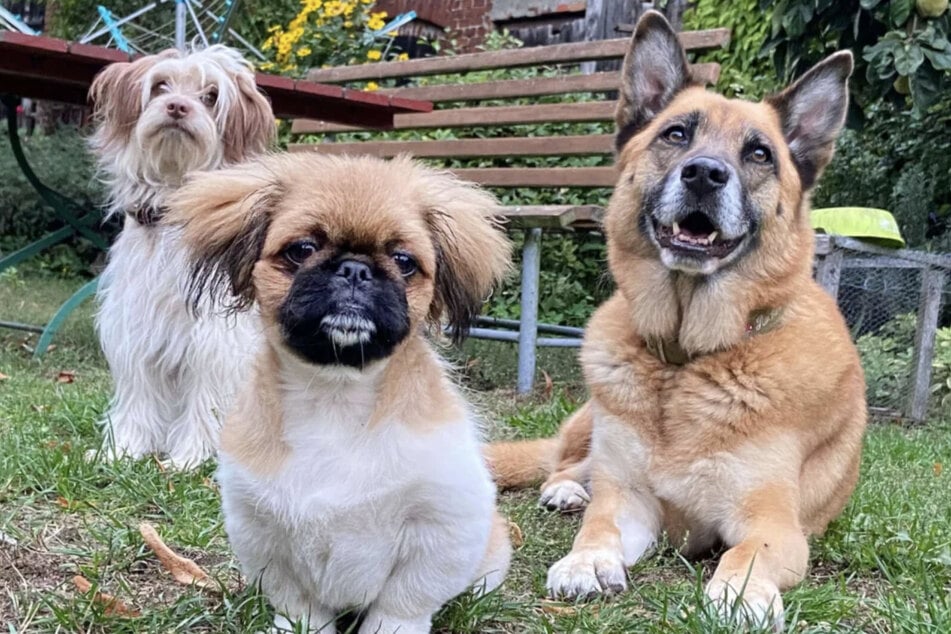 Andere Hunde? Kein Problem. Gismo ist mit seinen Artgenossen bestens sozialisiert.