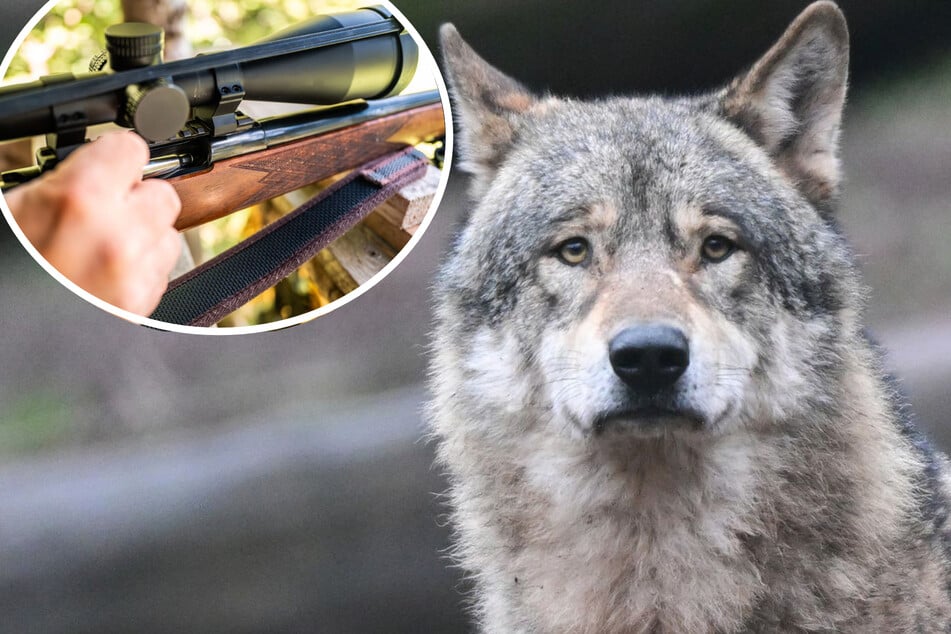 Wölfe: Schussfreigabe: Was passiert mit dem Wolf nach dem tödlichen Treffer?