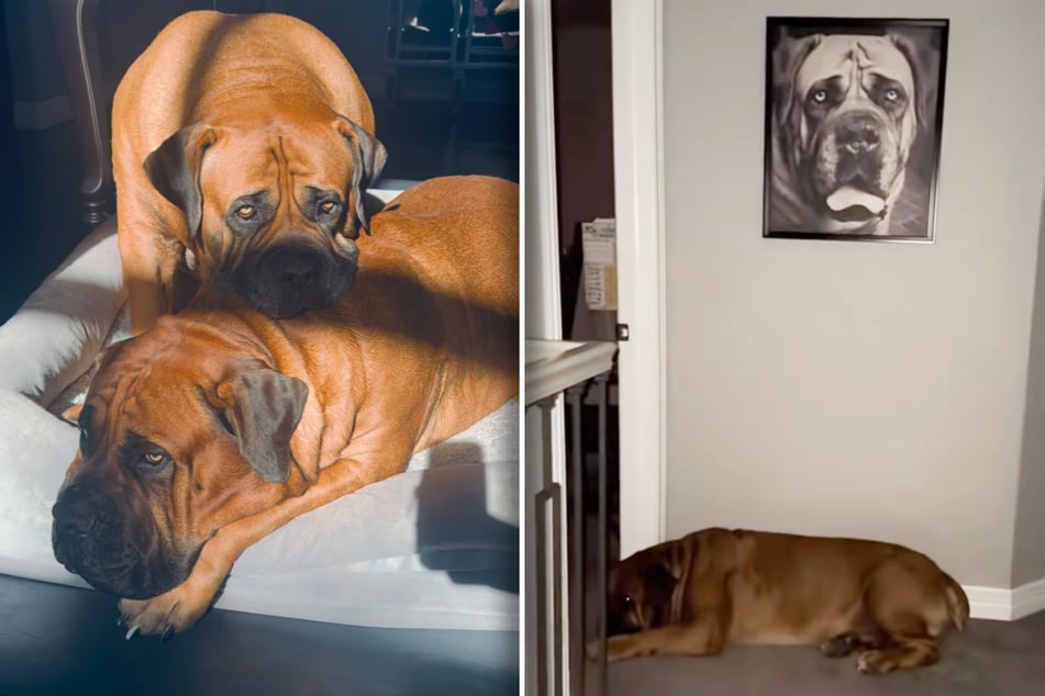 Die Hunde-Brüder waren ihr Leben lang ein Herz und eine Seele. Jetzt schläft Maximus unter dem Foto von Morpheus.