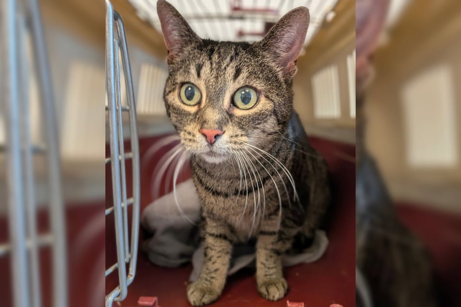 Beim Auffinden der Katze saß diese in einer Transportbox.
