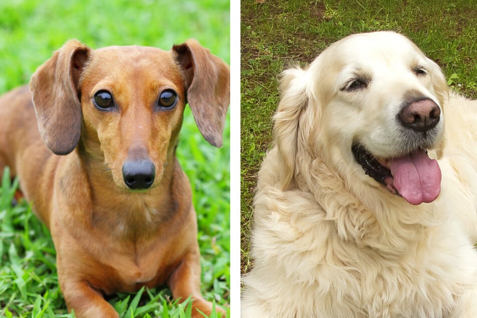 Bei Hunden ist viel möglich, auch eine Kreuzung aus Dackel (links) und Golden Retriever. (Symbolbild)
