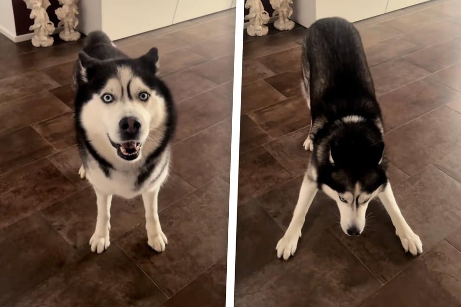 Husky liefert merkwürdige Einlage ab - Plötzlich wird es noch verrückter