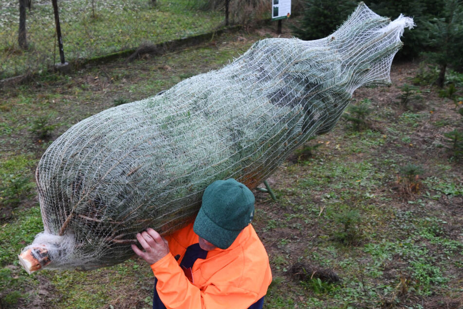 Ein Mann trägt auf einer seiner Christbaum-Anpflanzungen einen eingenetzten Tannenbaum auf der Schulter.