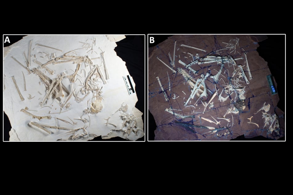 Ein Originalexemplar von Skiphosoura bavarica unter natürlichem und unter UV-Licht.