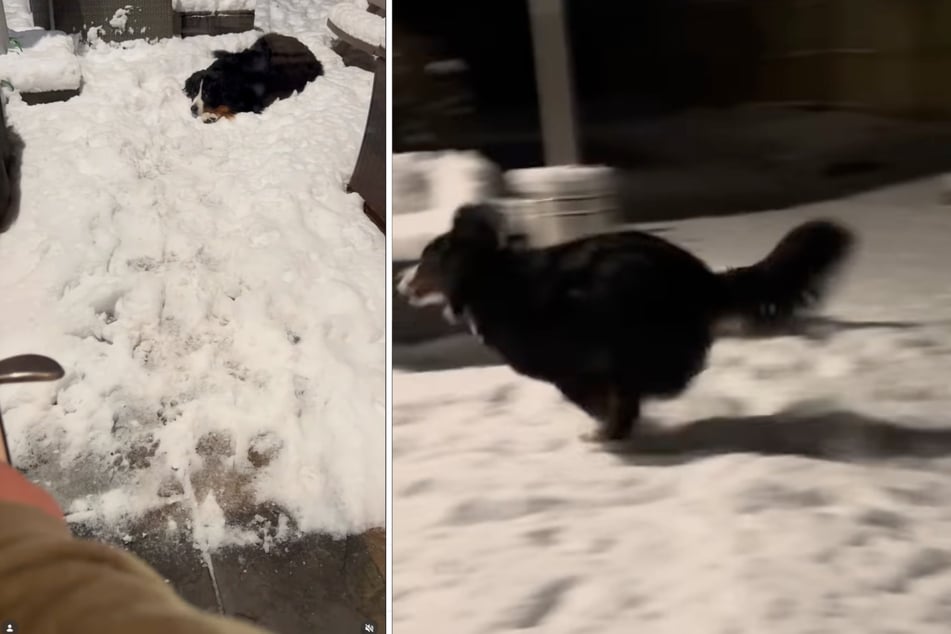 Bei minus 4 Grad lieber drinnen schlafen? Berner Sennenhündin "Ivy" hält davon nur wenig.