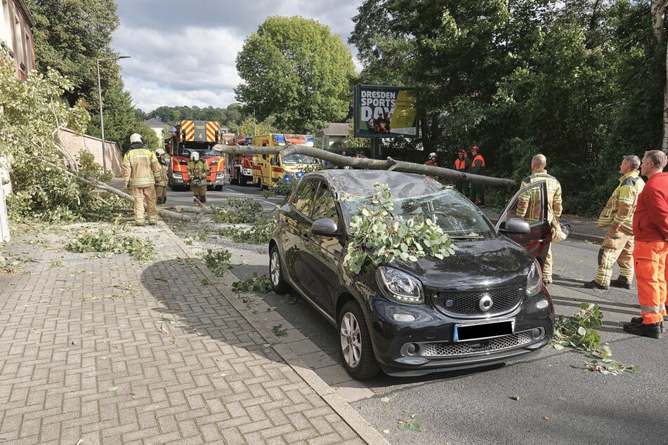 Auf der Tharandter Straße stürzte ein Baum auf einen Smart.