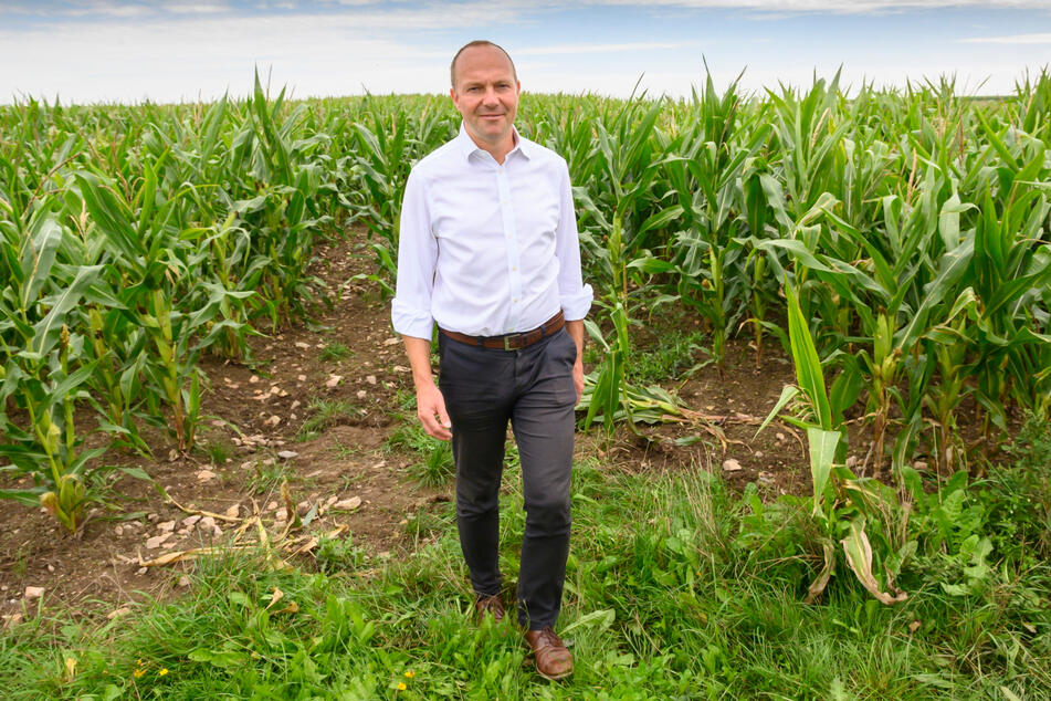 Steht in einem Maisfeld in Klingenberg: Staatsminister für Umwelt und Landwirtschaft Wolfram Günther (49, Bündnis 90/Die Grünen).