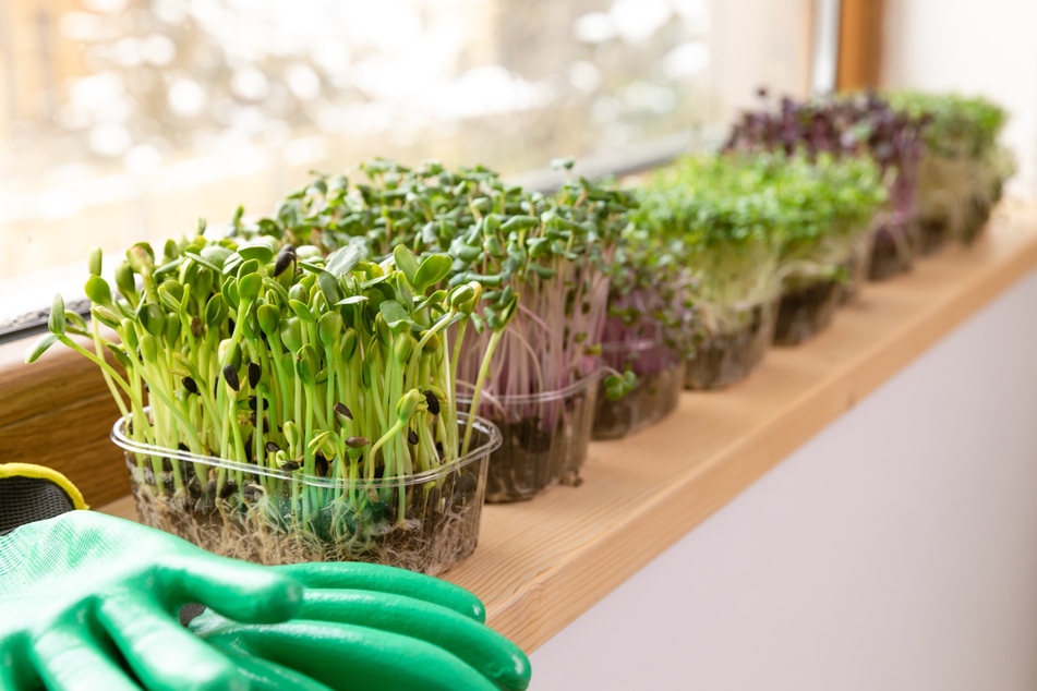 Genauso pflegeleicht wie gesund: Microgreens gehören zum Gemüse, das man in der Wohnung anbauen kann.