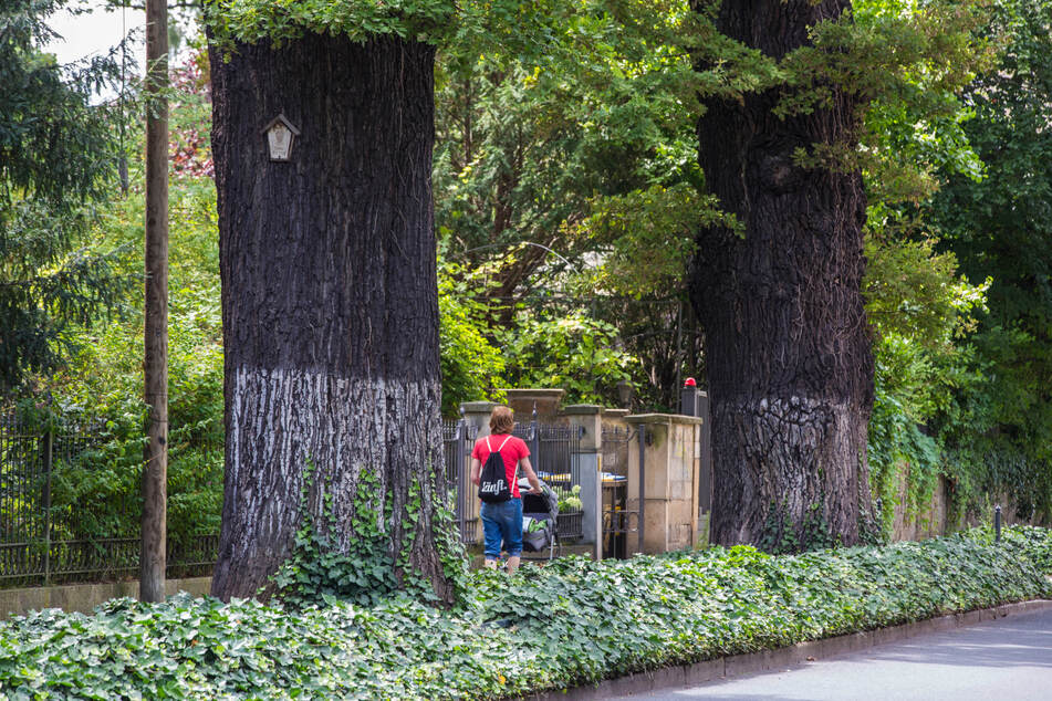 Die Eichen an der Hüblerstraße stehen unter Naturschutz.