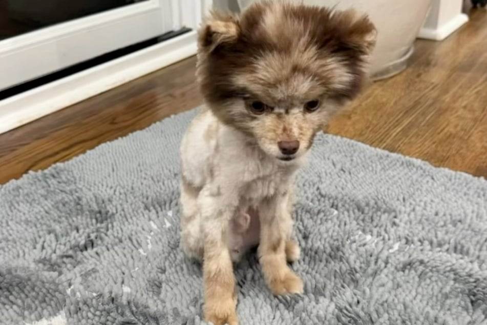 Wer ist das? Fritz wirkt nach diesem Hundefriseur-Besuch nur noch wie ein Häufchen Elend.