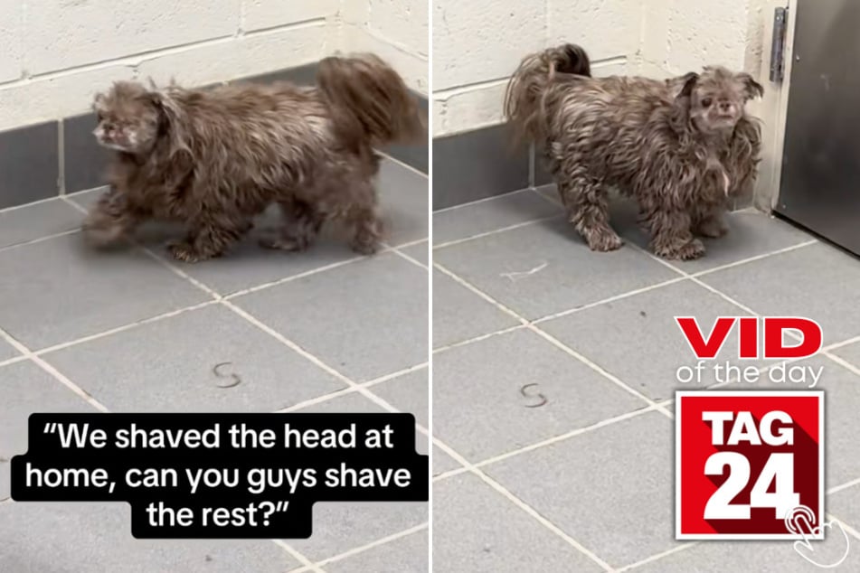 This pup's DIY haircut went hilariously wrong!