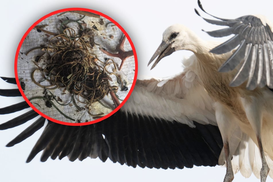 "So etwas habe ich noch nie gesehen": Dieses Knäuel hätte jungen Storch fast das Leben gekostet