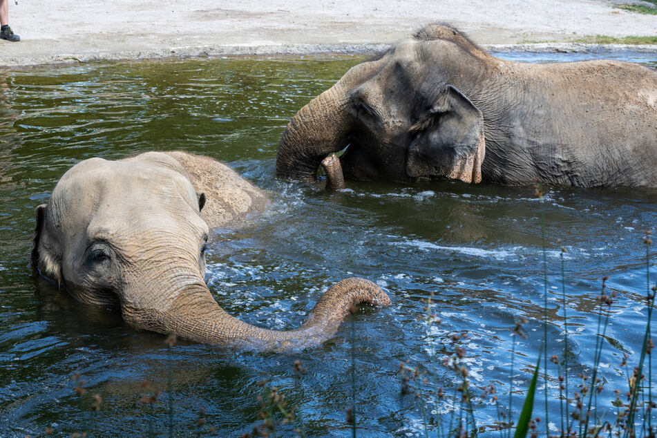 Mit ein bisschen Glück können Zoo-Besucher sehen, wie die Asiatischen Elefanten ein kühles Bad nehmen.