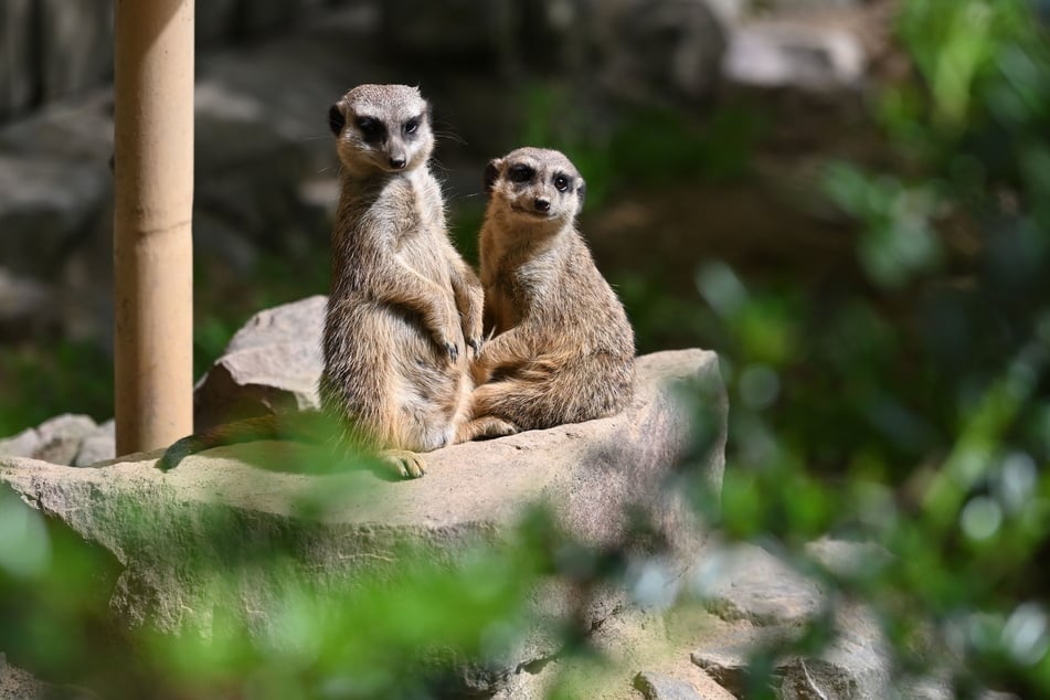 Die drolligen Erdmännchen kommen bei den Tierpark-Besuchern besonders gut an.