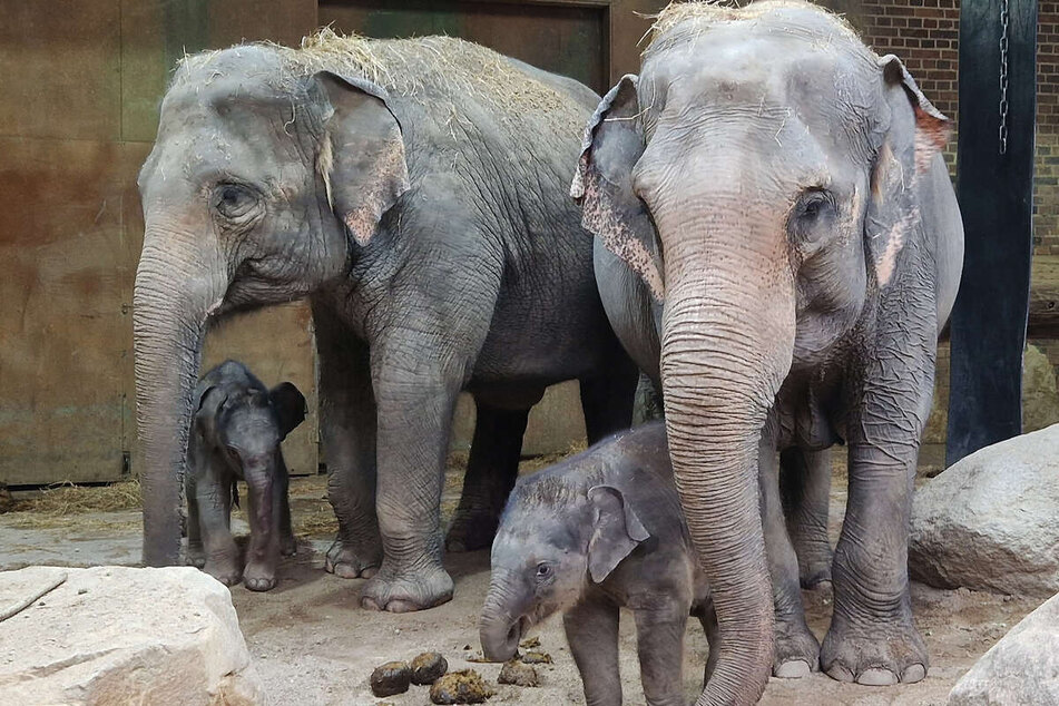 Kurz vor Weihnachten brachte dann auch noch Elefantenkuh Thuza (links) ein kleines Weibchen zur Welt. Hier stellt sich die frischgebackende Mama vor ihr kleines Baby.