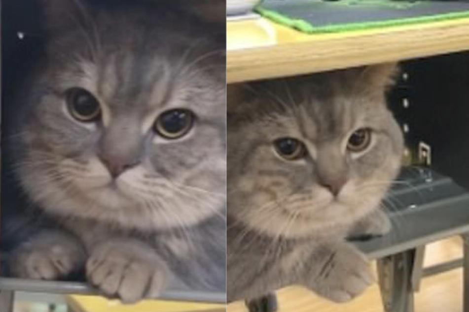 College class gets a new furry student and the internet loves it