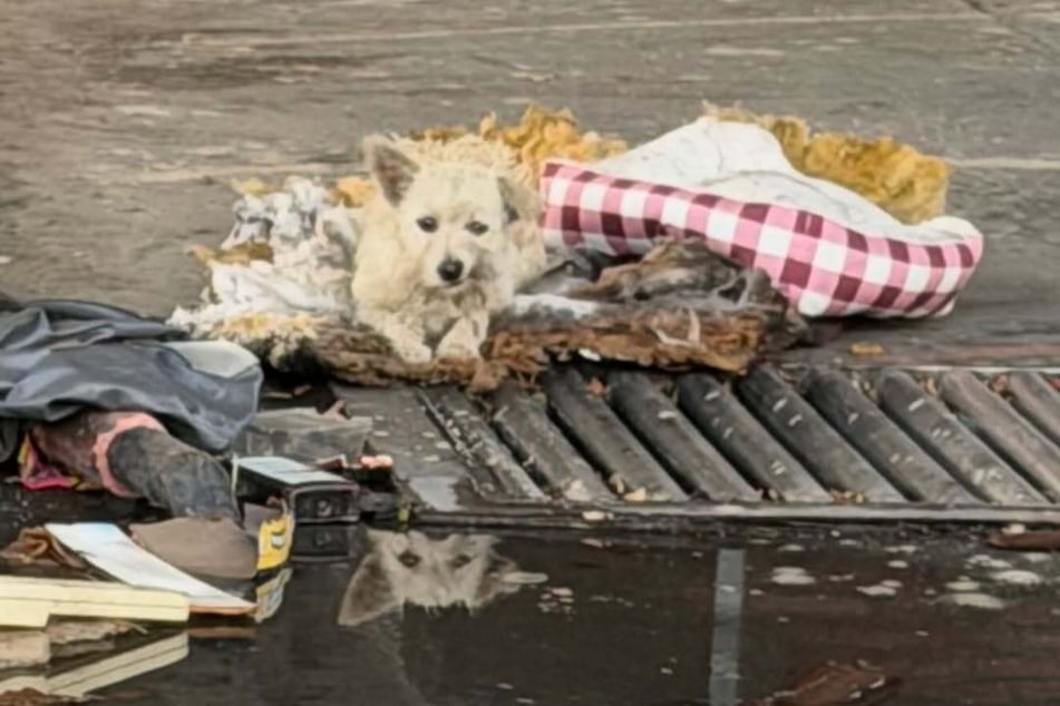 Der kleine Hund hauste allein auf einem verlassenen Autowasch-Gelände.