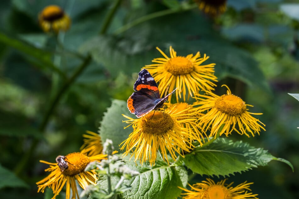 Wie Bienen sind auch Schmetterlinge wichtige Bestäuber.