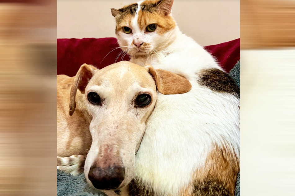 Cat Tilly and dog Winston supported each other for the rest of their lives.