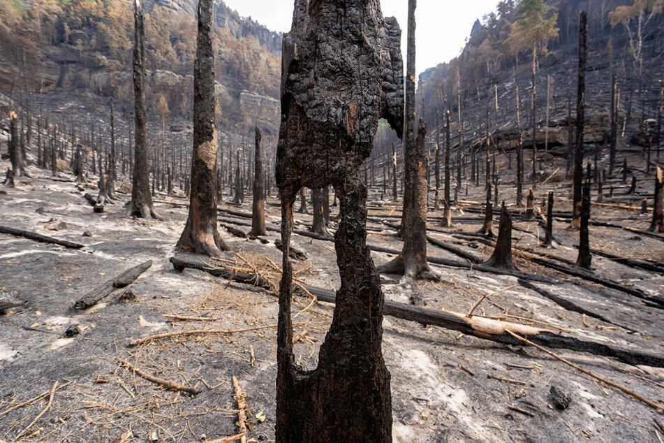 Endzeitstimmung im Nationalpark: Verkohlte Baumstümpfe Im Prebischgrund in der Böhmischen Schweiz offenbaren die verheerenden Folgen der tagelangen Infernos.
