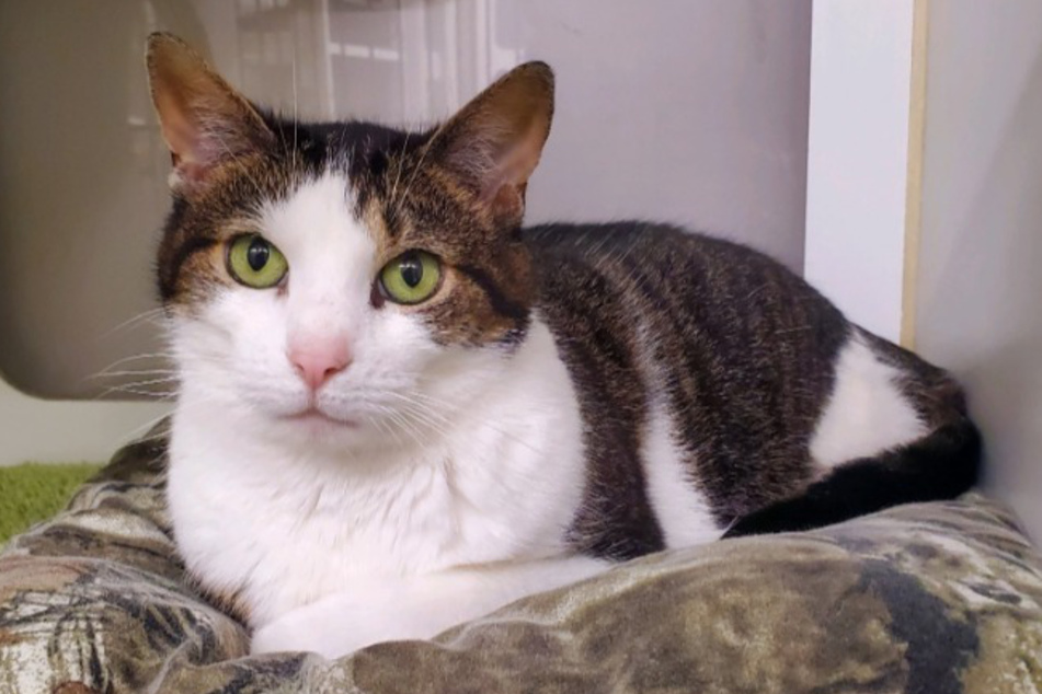 This poor rescue cat got returned to the shelter after five years with a family!