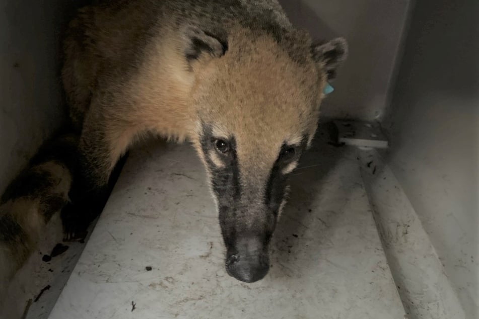 Ein Nasenbär flüchtete aus dem örtlichen Tierpark und ging auf Entdeckungstour.