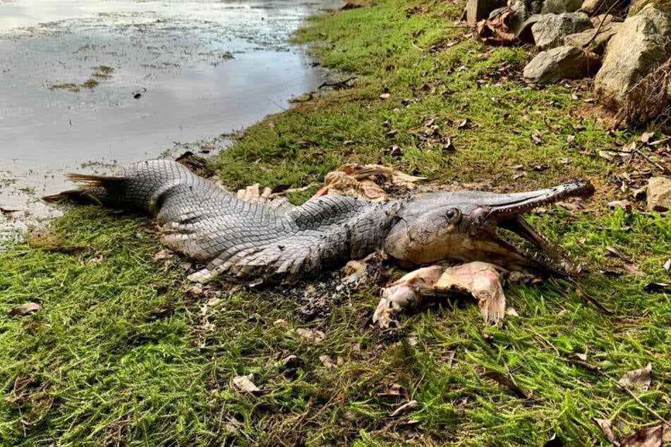 Karen Lythgoe photographed the carcass and posted the picture on Facebook in the public group Nature Society (Singapore).