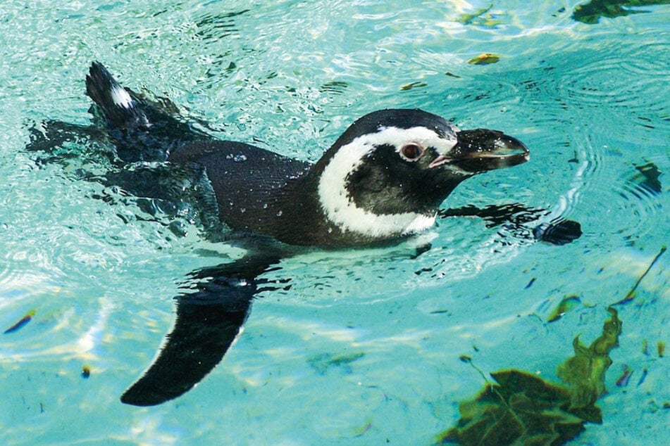 Bei den Magellanpinguinen schlüpften inzwischen fünf Küken und stürzten sich ins kühle Nass.