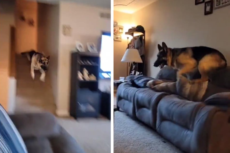 Mann schaltet Fernseher an - die Reaktion seines Hund sorgt für Gelächter